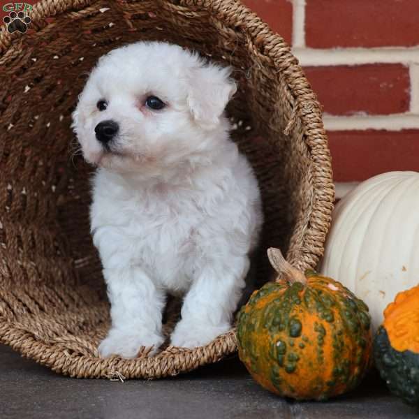 Blessing, Bichon Frise Puppy
